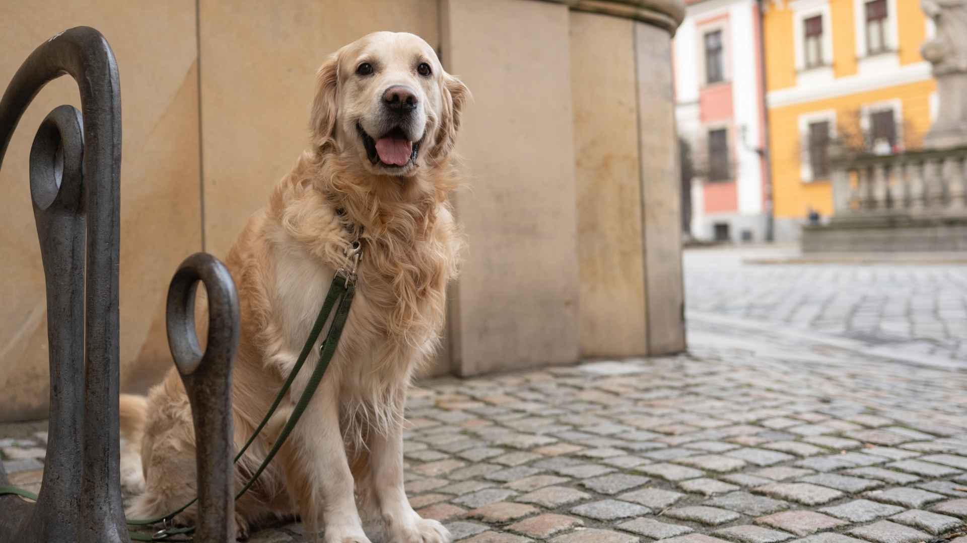 10 Dog Breeds That Wait At School Gates For Kids