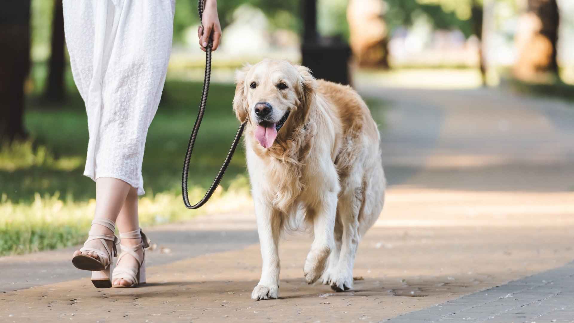 10 Dog Breeds That Will Follow You Anywhere