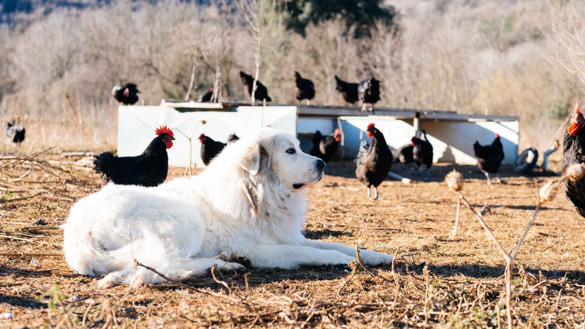10 Dog Breeds That Work Best as Livestock Bodyguards