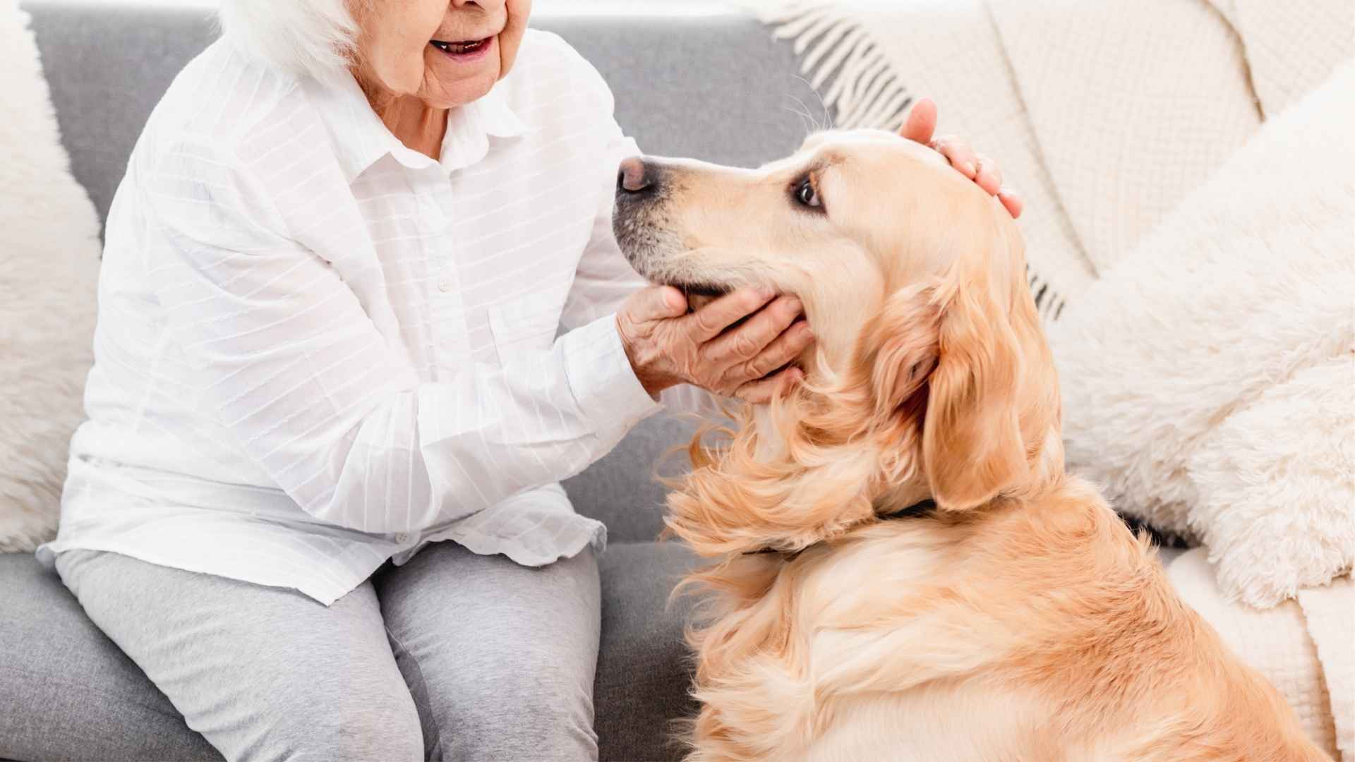 10 Dog Breeds That Work as Assistants for Senior Homes