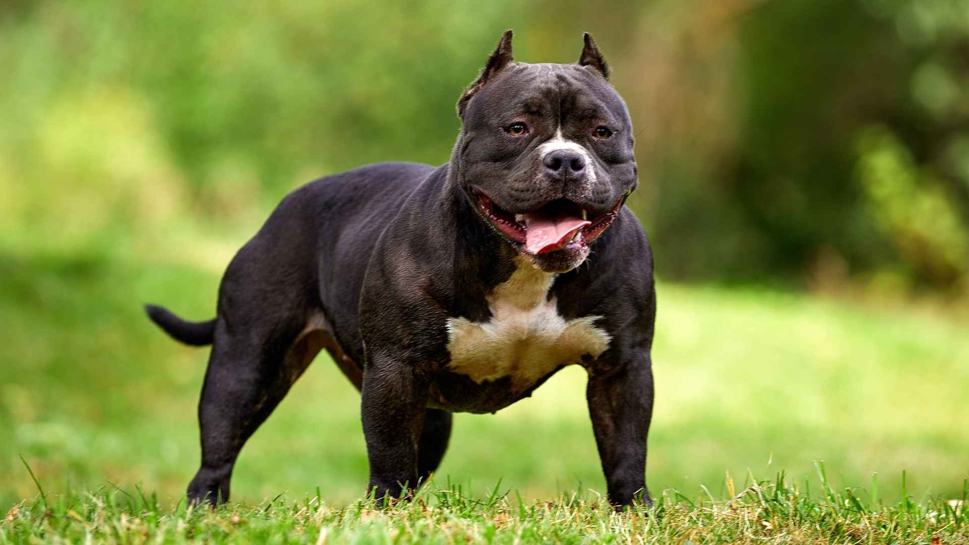 10 Dog Breeds With Biceps Like Bodybuilders