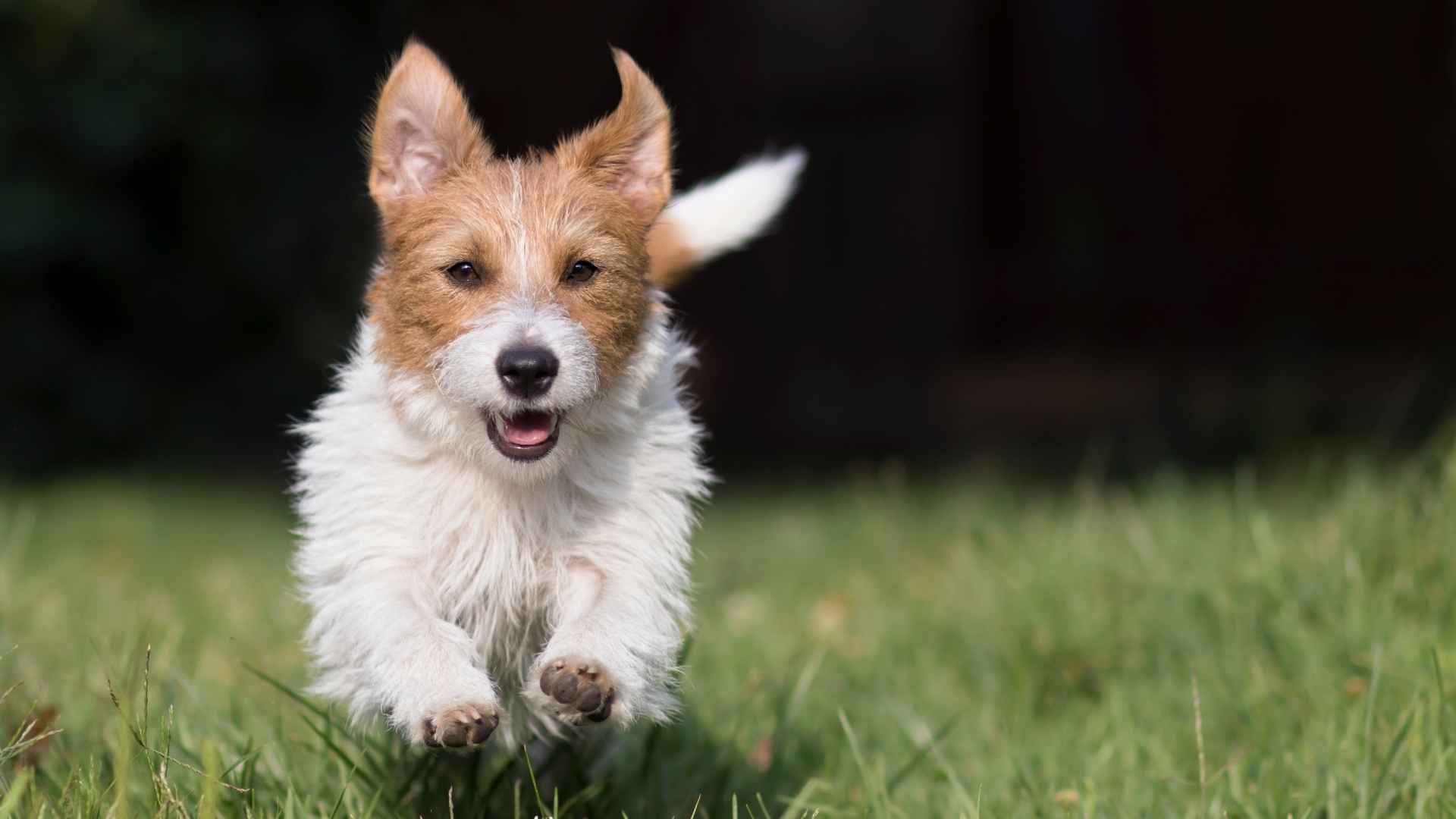 10 Dog Breeds With The Most Energetic Puppyhoods