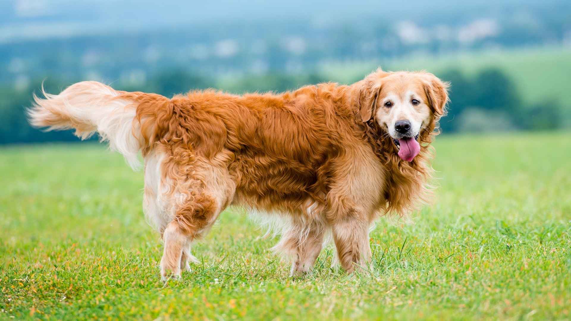 10 Dog Breeds With The Most Enthusiastic Wagging Tails