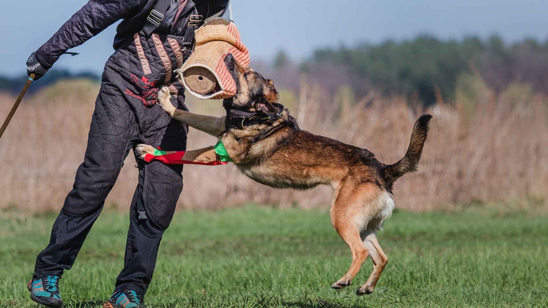10 Dog Breeds With the Strongest Bite Force