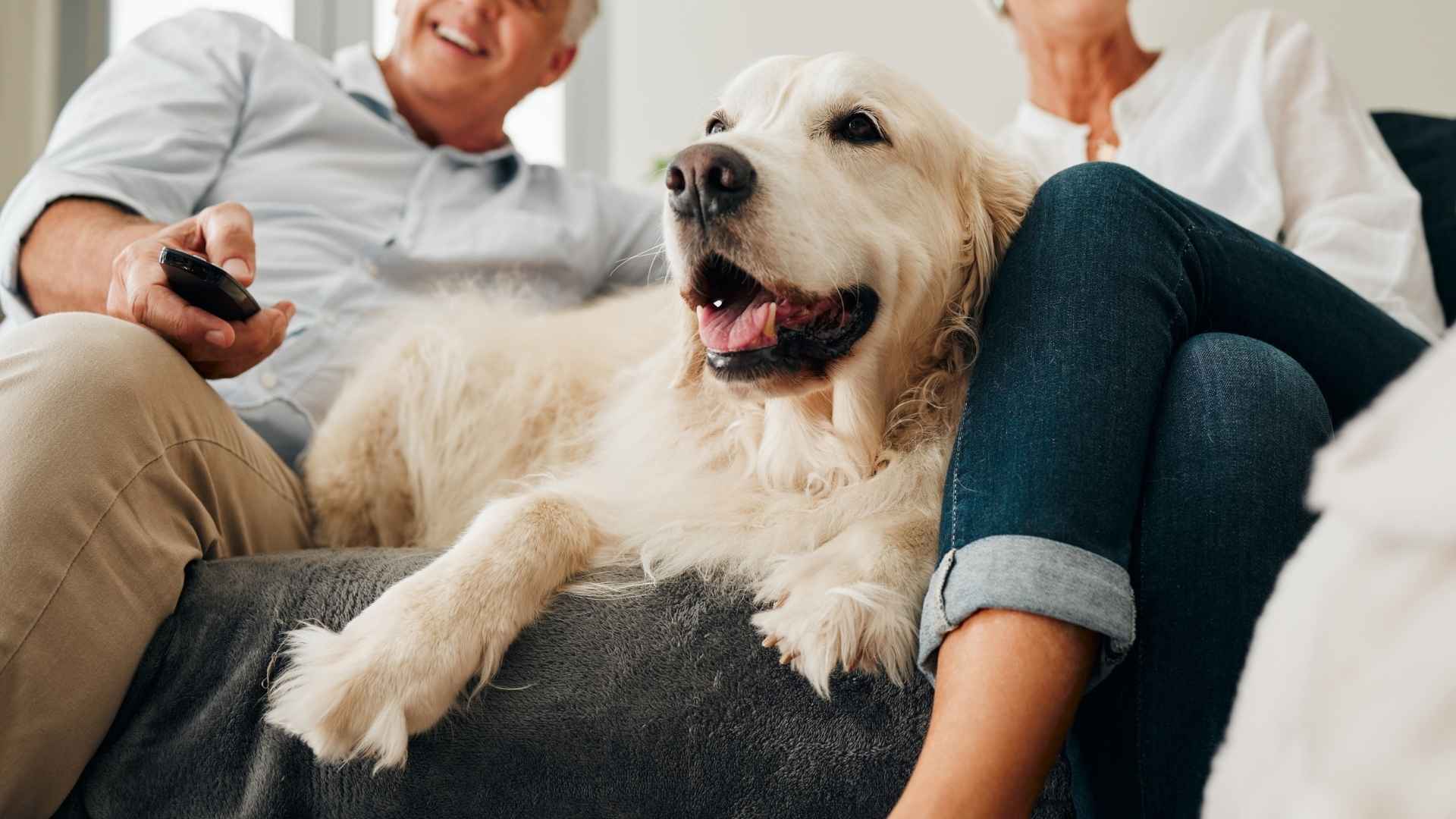 10 Dog Breeds for Empty Nesters