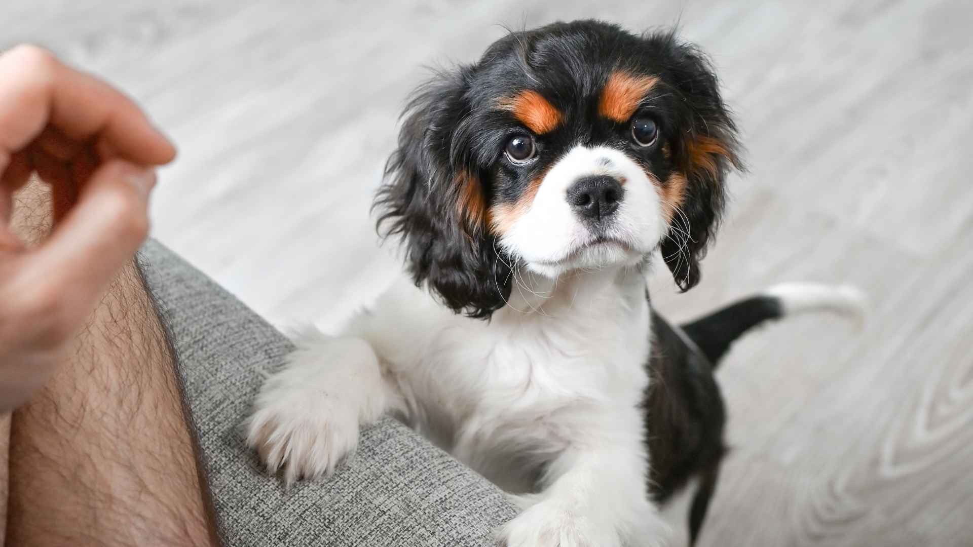 10 Dog Breeds with Eyes That Seem to Read Your Every Thought