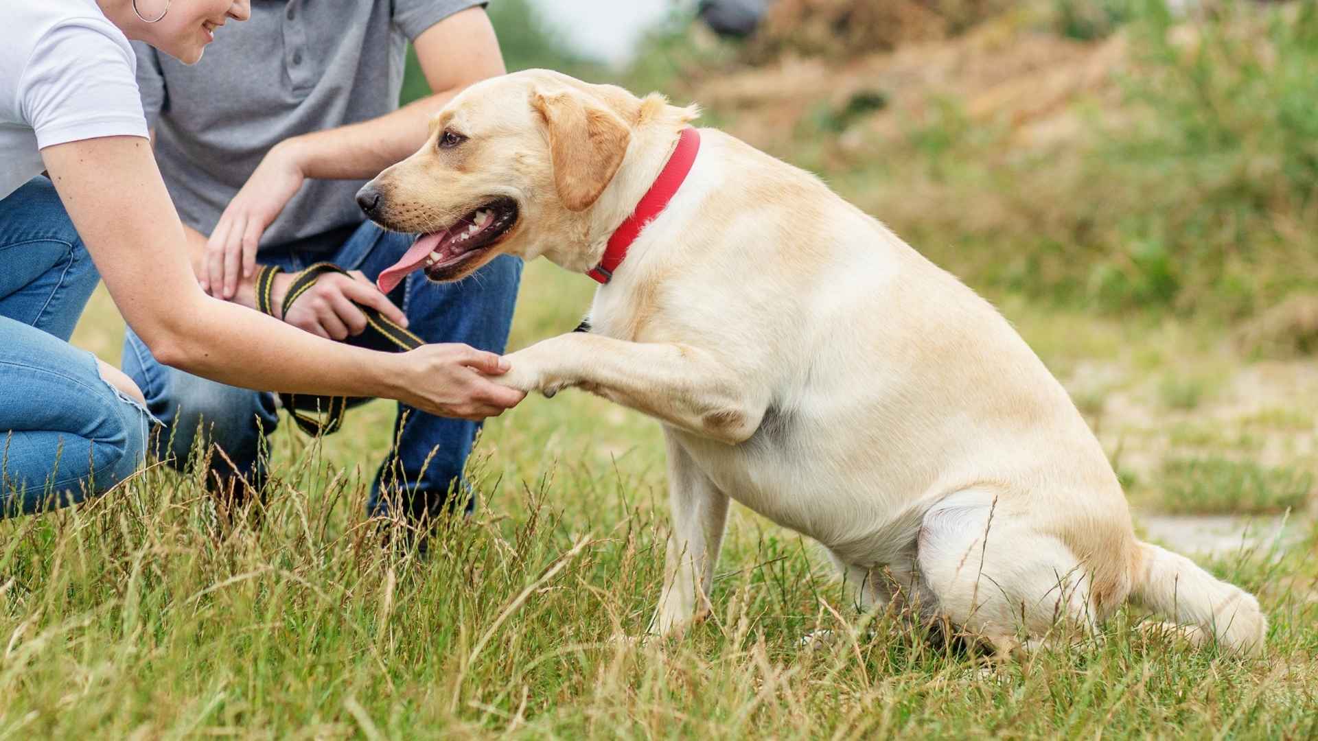 10 Genius Smart Dog Breeds To Consider Keeping