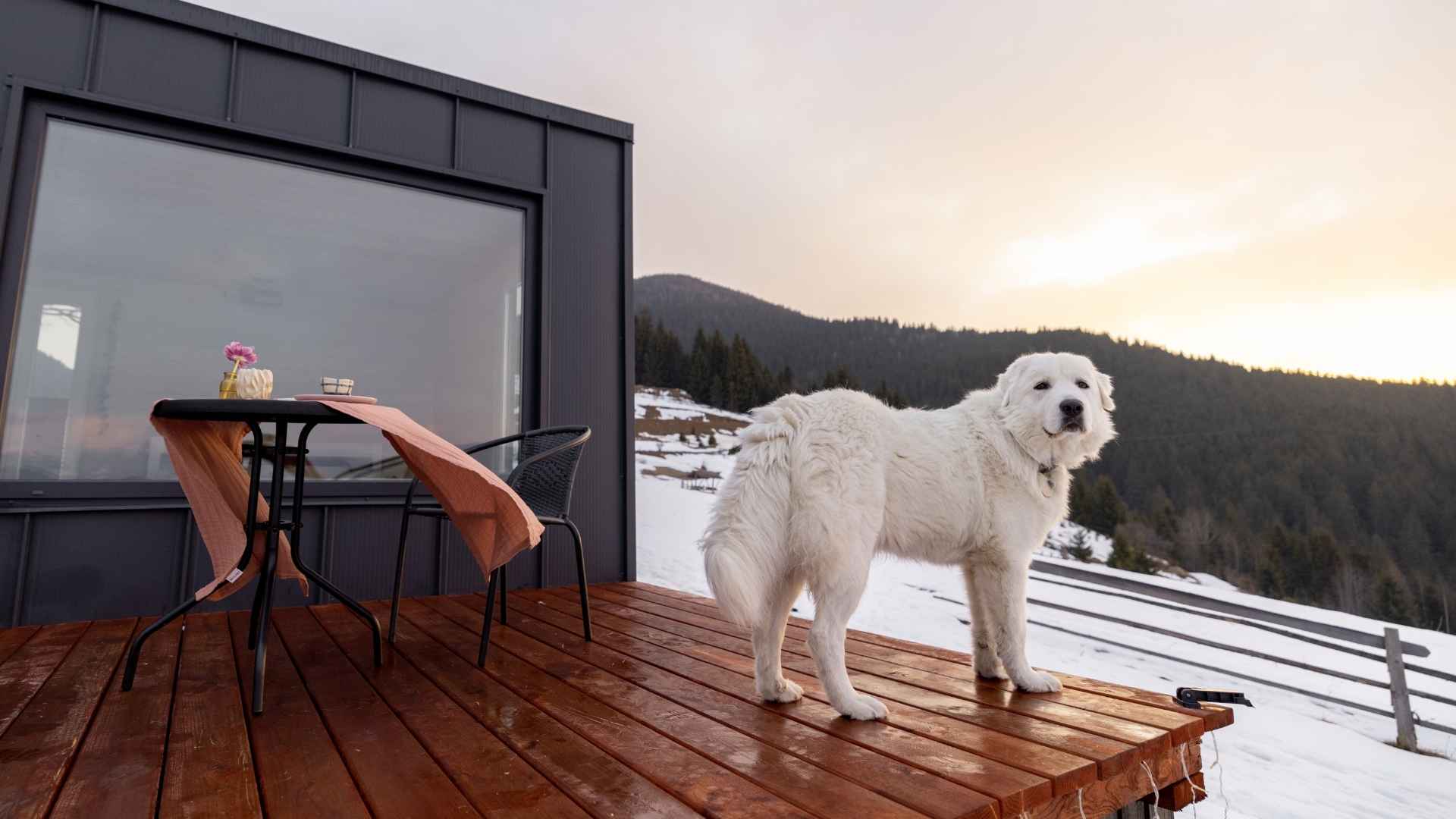 10 Guard Dog Breeds Best for Remote Mountain Homes