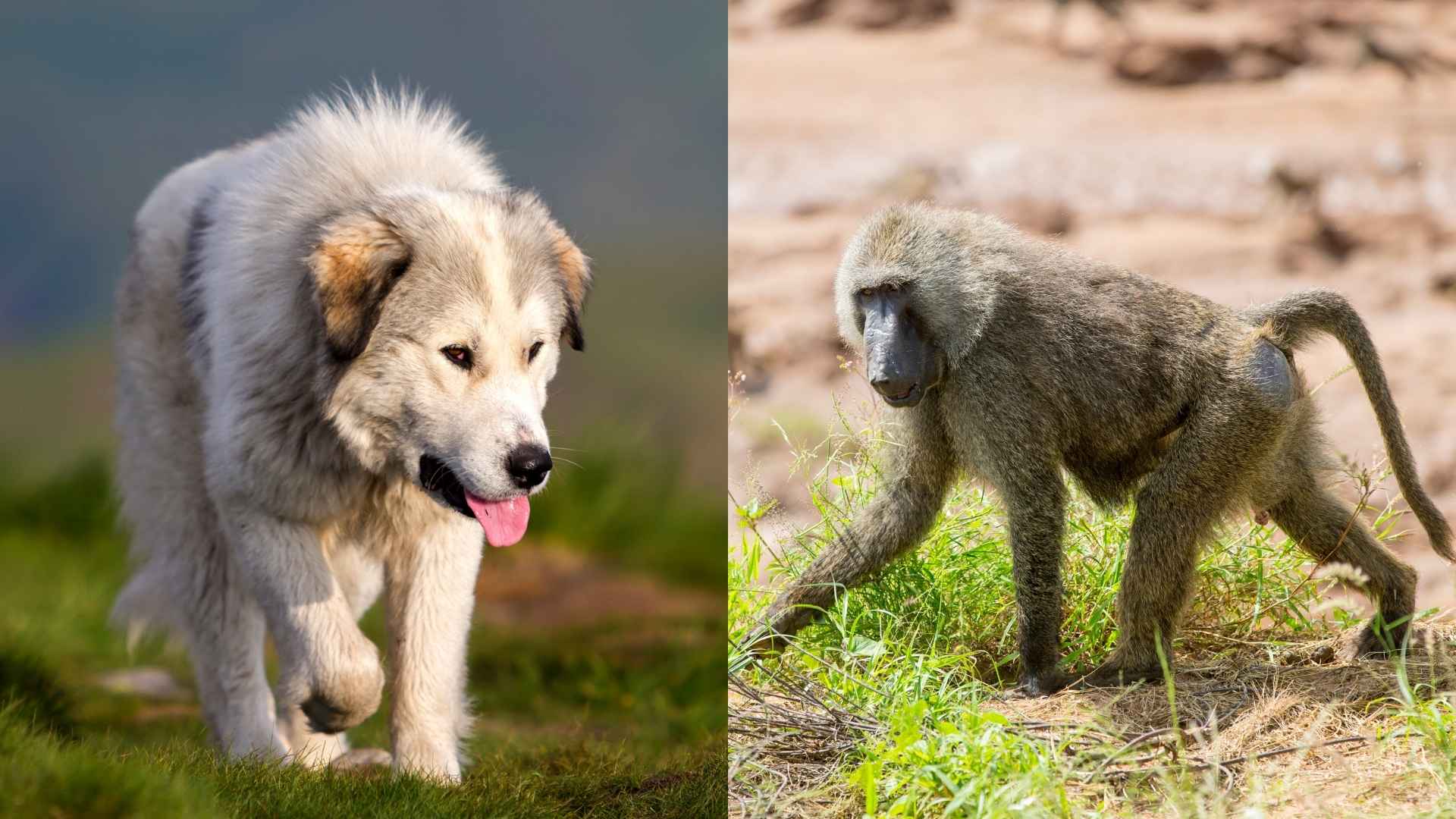 10 Guard Dog Breeds That Protect Against Baboons