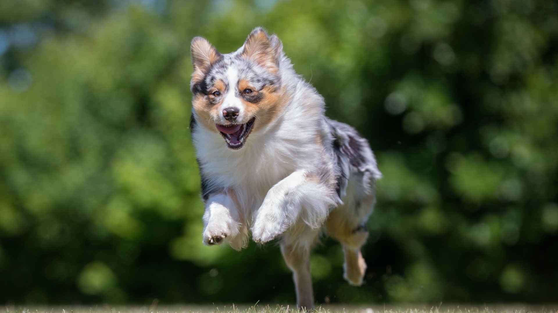 10 High Energy Guard Dog Breeds You'll Love