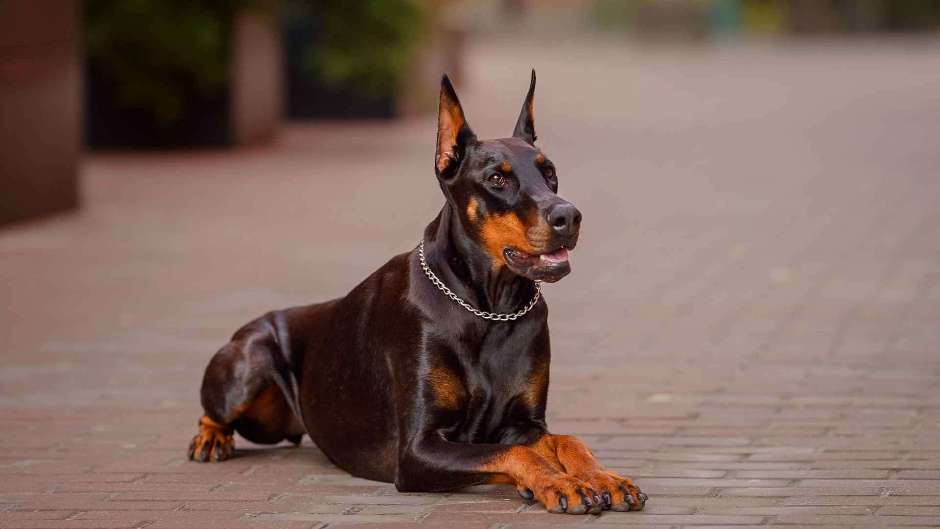 10 High-Maintenance But Superb Guard Dog Breeds That Offer Loyalty and Protection