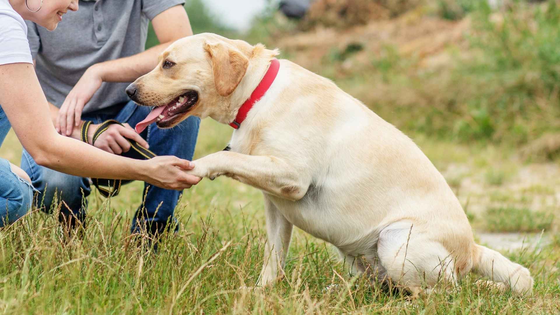 10 Intelligent Dog Breeds Earning Praise From Researchers