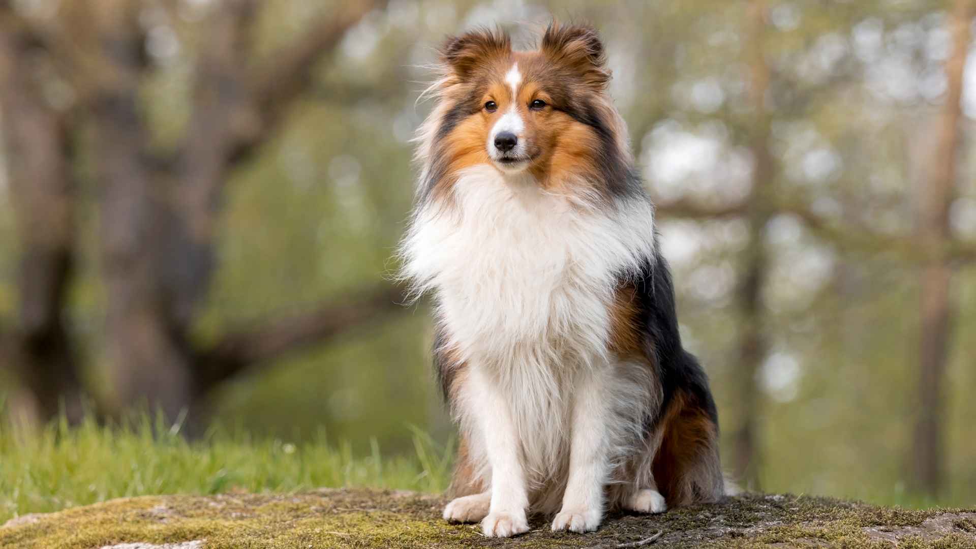 10 Intelligent Dog Breeds Favored by Academics for Training Success