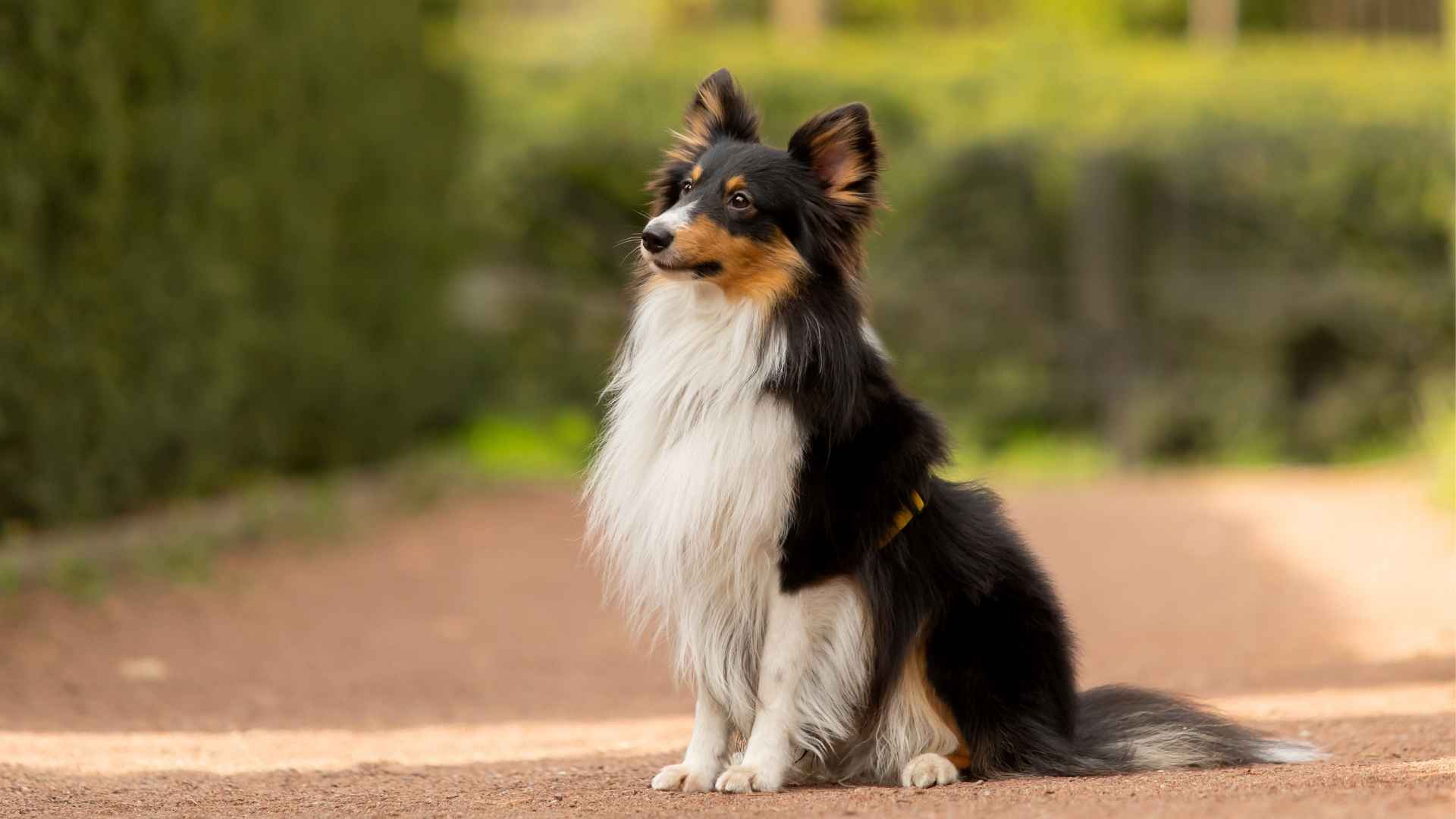 10 Intelligent Dog Breeds Proven Winners
