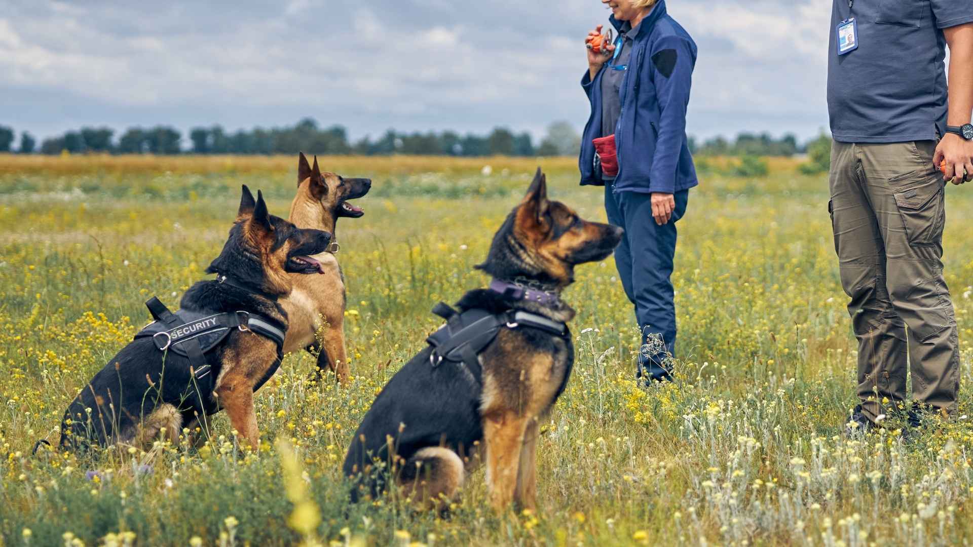 10 Intelligent Dog Breeds That Are Just Too Clever For Words