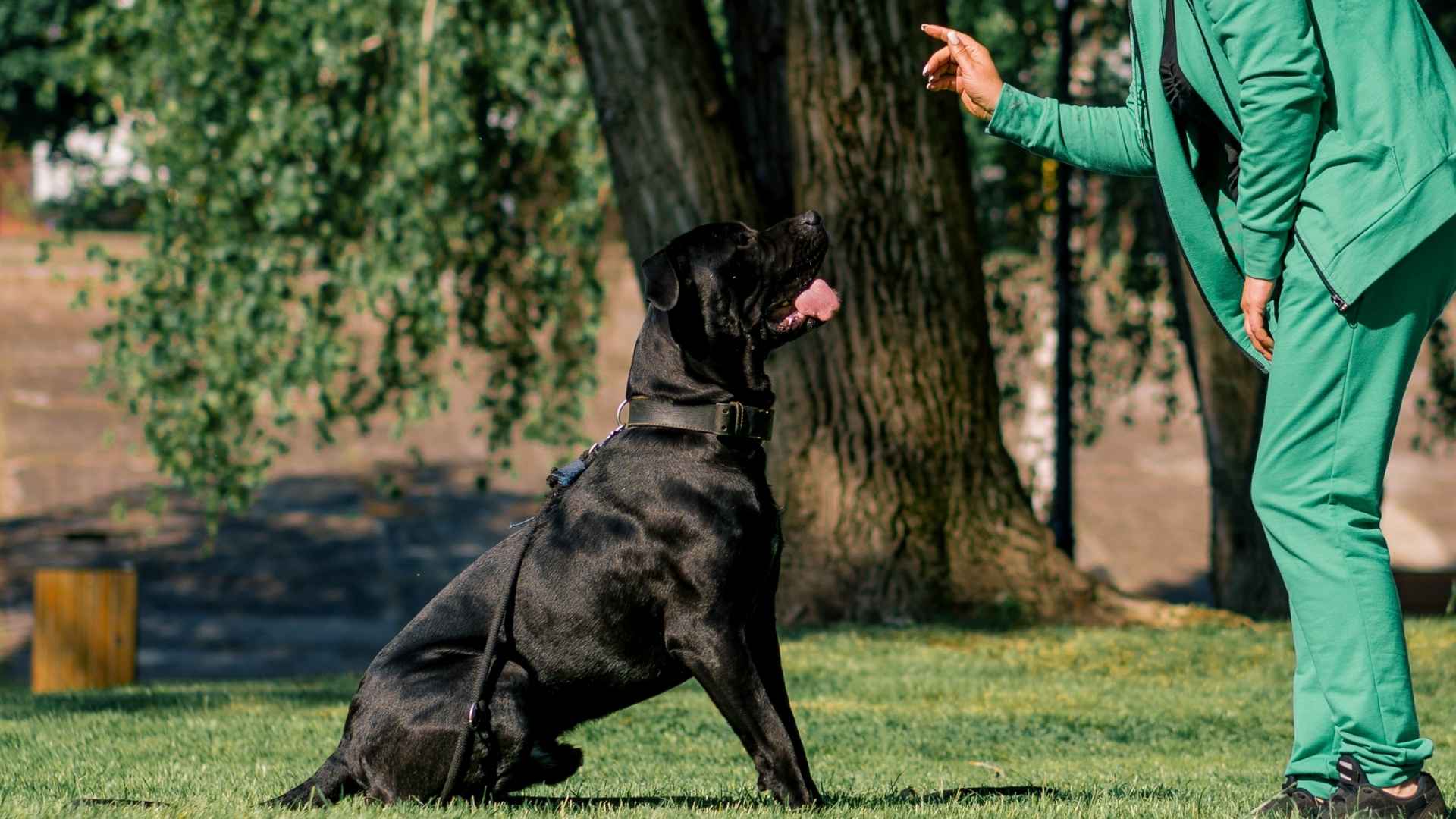 10 Intelligent Guard Dog Breeds With Great Temperaments