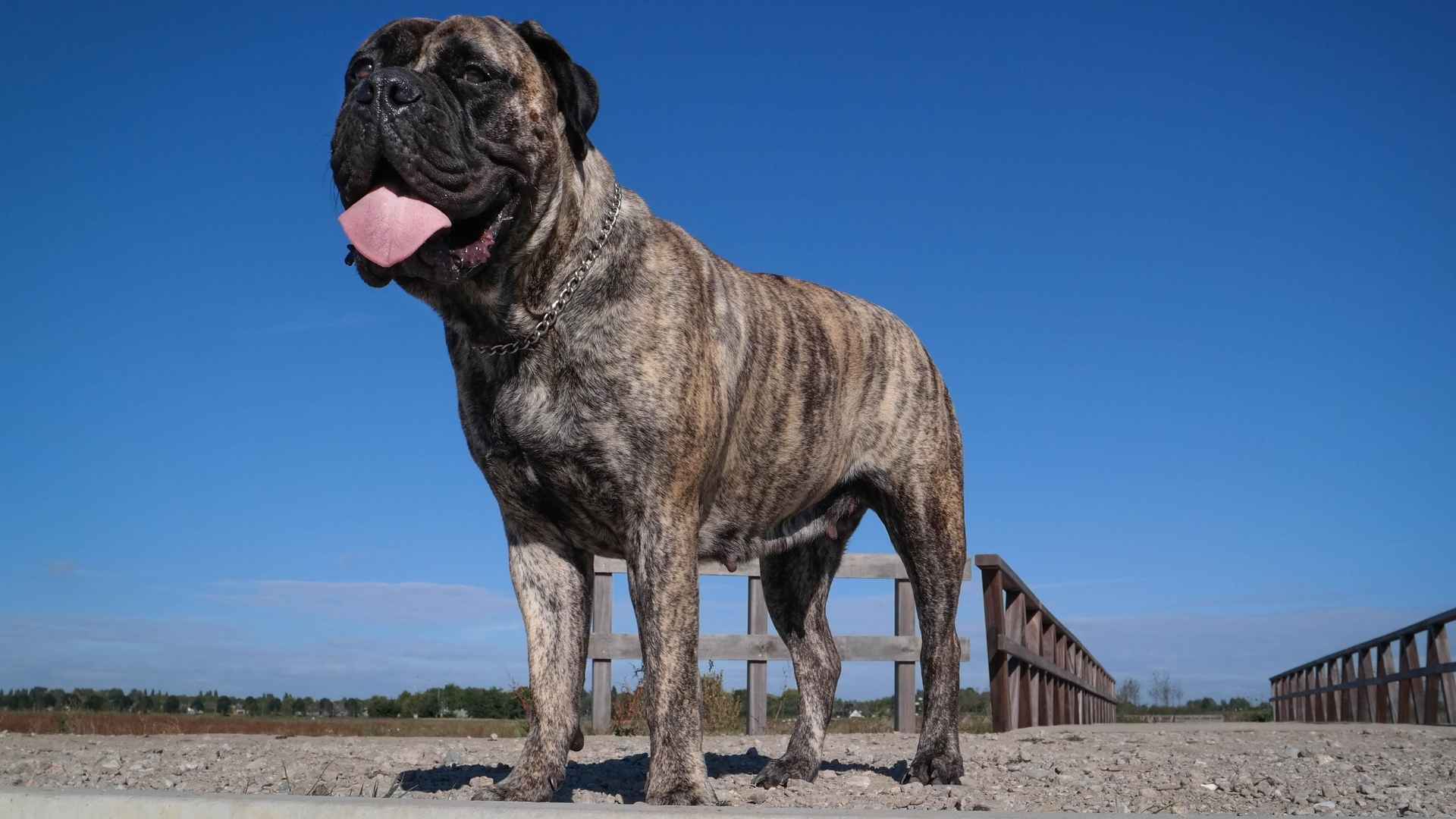 10 Largest and Heaviest Dog Breeds In The World