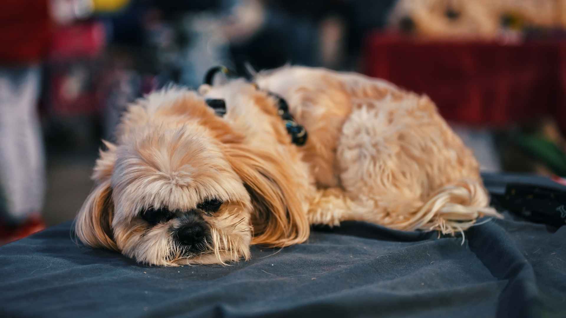 10 Lazy Dog Breeds Famous for Taking Long Naps