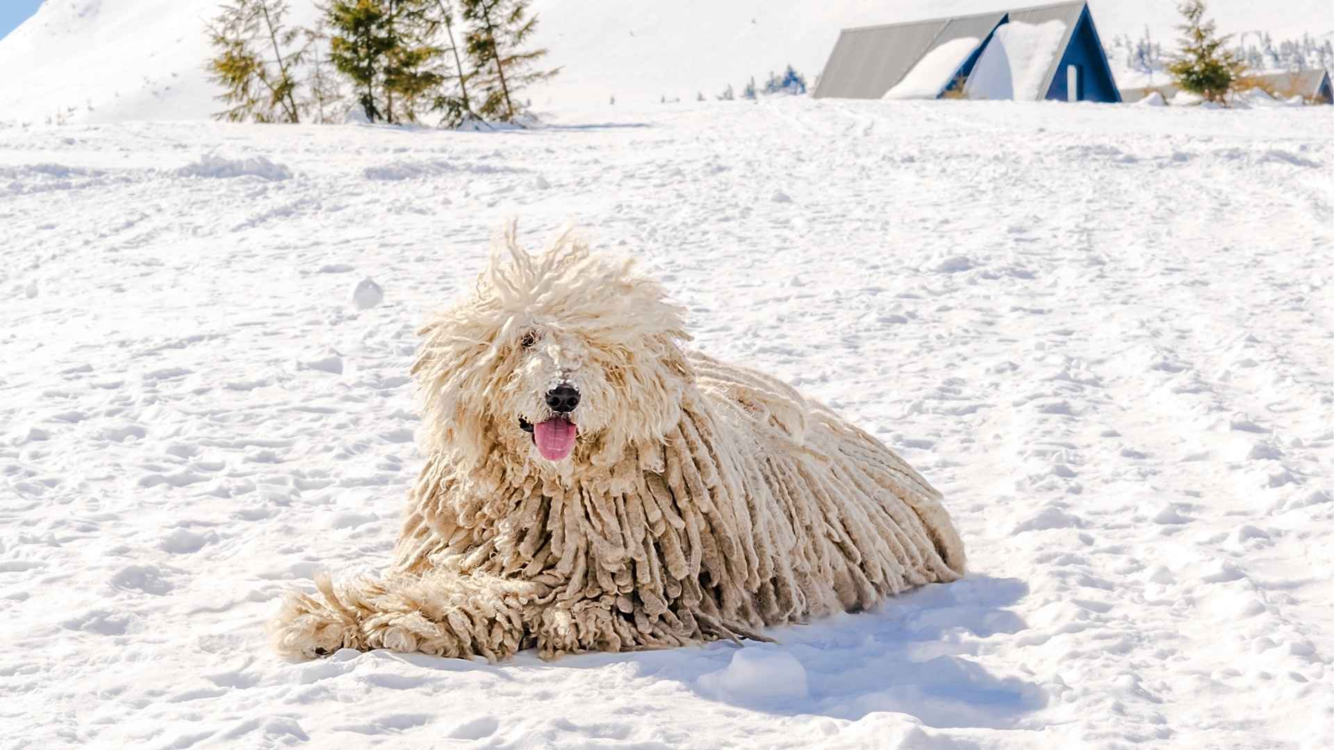 10 Least Beloved Dog Breeds In The World