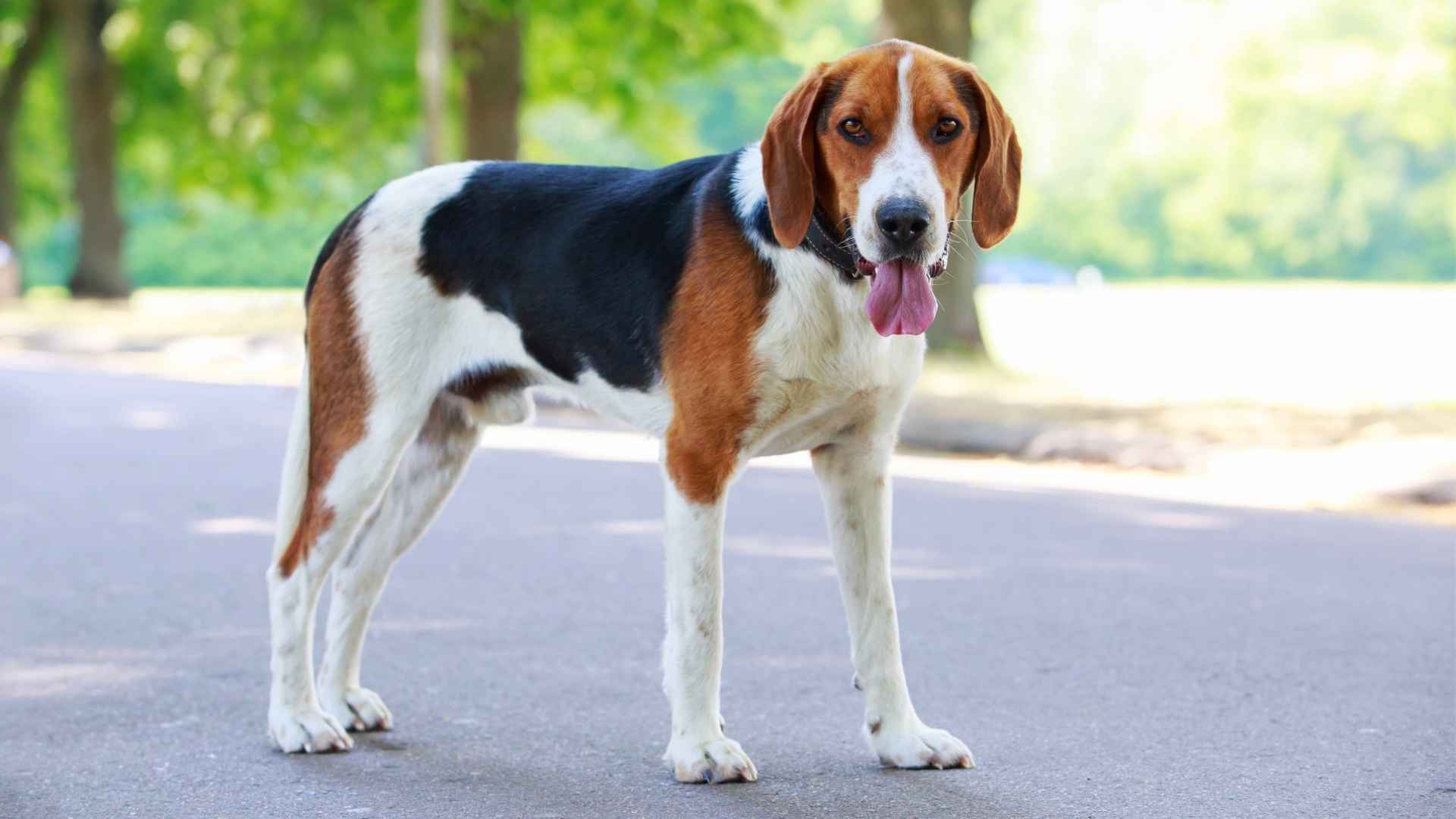 10 Least Favorable Dog Breeds In America You Should Know