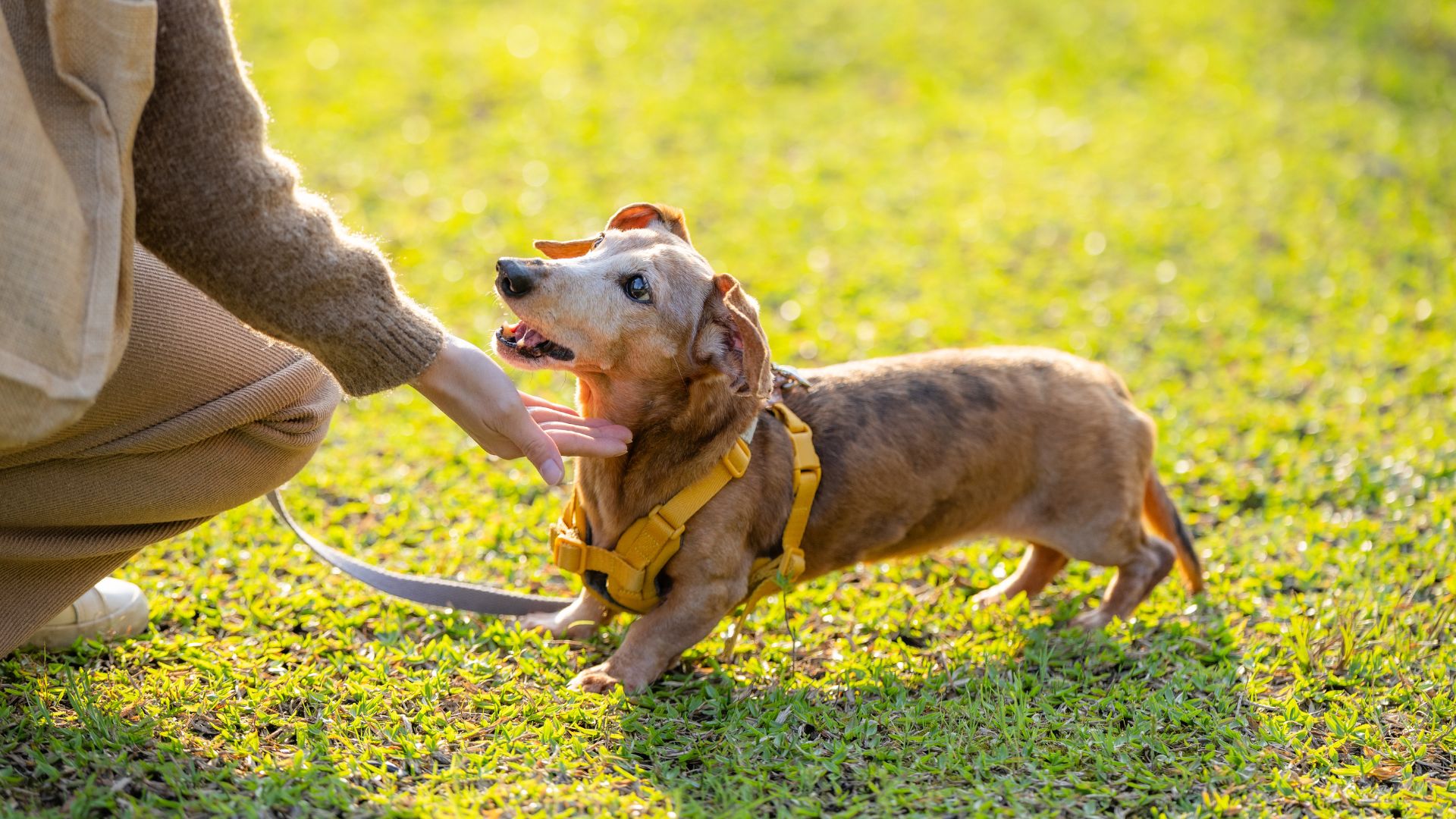10 Loyal Dog Breeds Who Won’t Let Go Of You