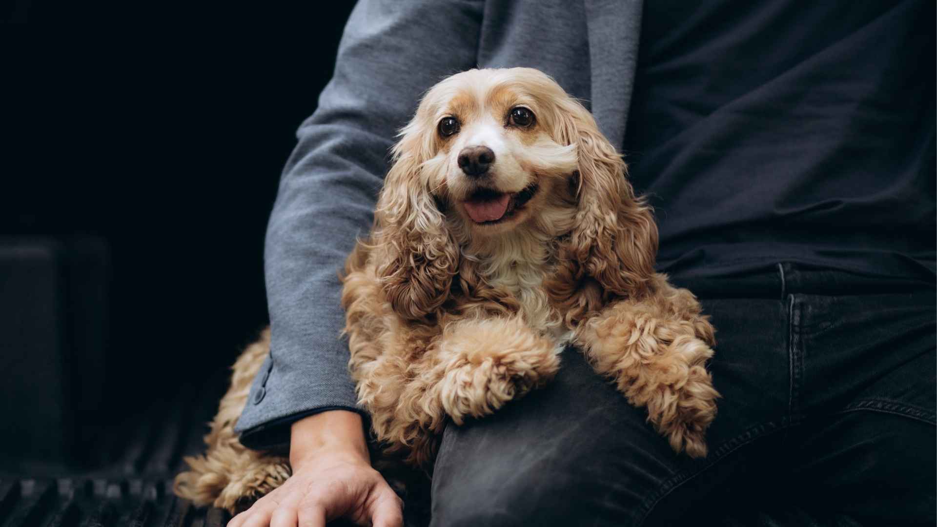 10 Most Affectionate & Loving Dog Breeds