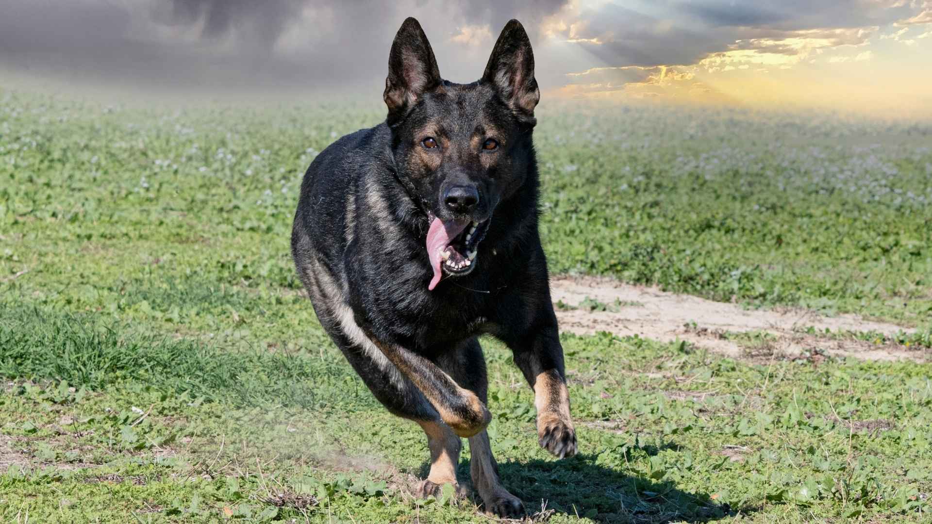 10 Most Aggressive Dog Breeds To Avoid