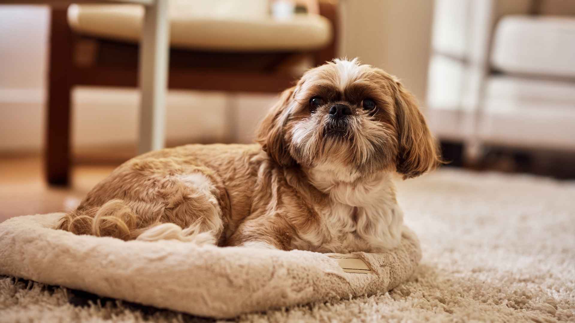 10 Most Alert Toy Dog Breeds for Home Safety