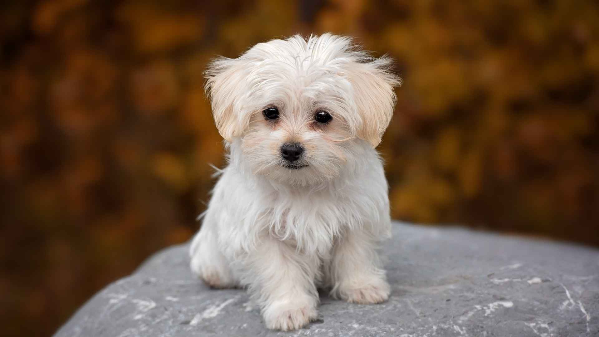 10 Most Compact Tiny Dog Breeds You'll Love