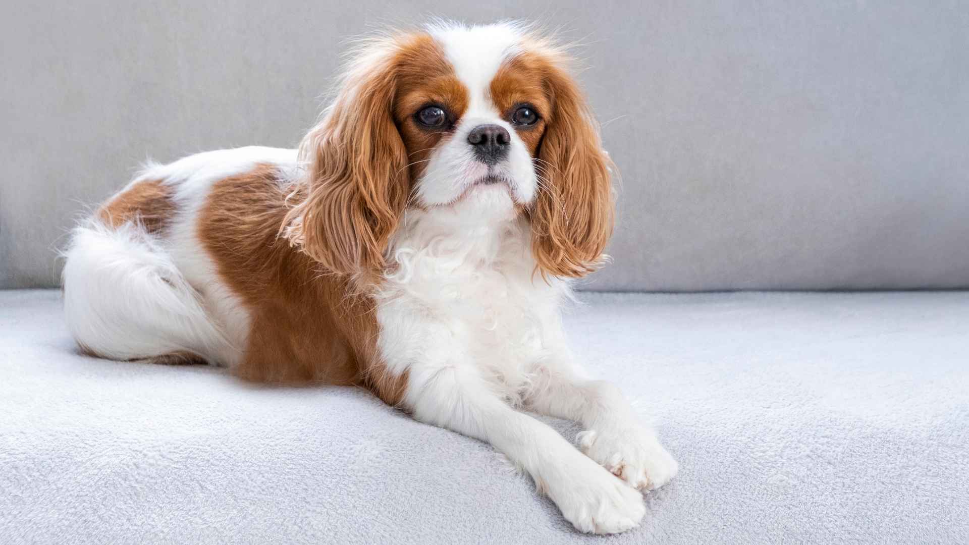 10 Most Docile Dog Breeds That Make Loyal Companions for a Lifetime