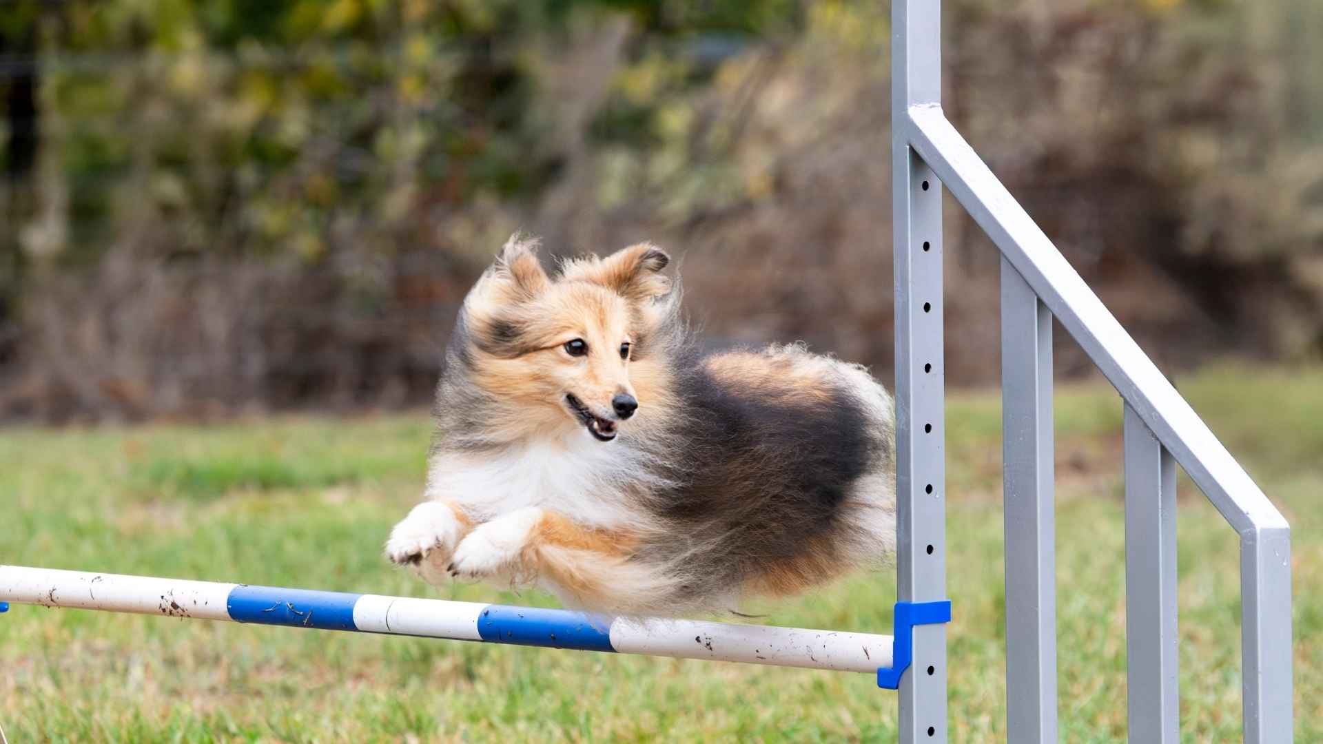 10 Most Impressive Dog Breeds That Learn Complex Agility Courses Fast