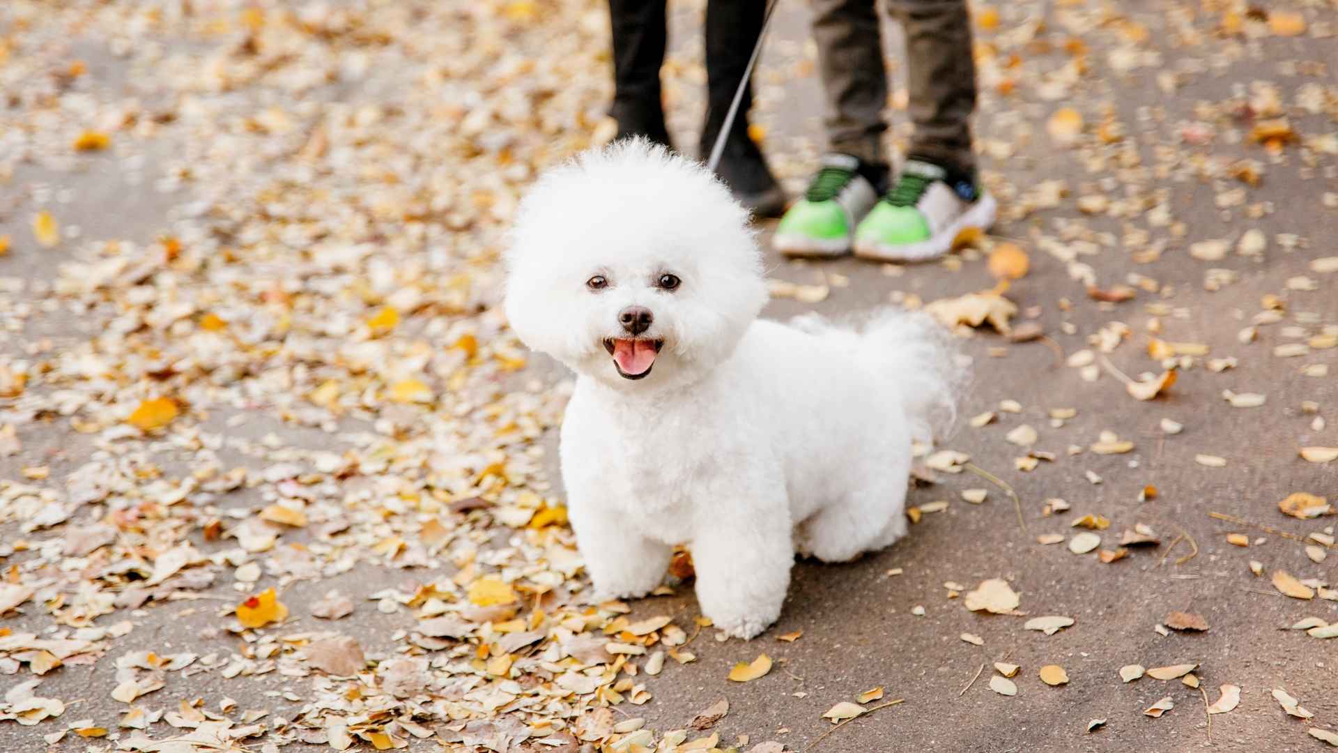 10 Most Impressive Dog Breeds That Make The Perfect Pets