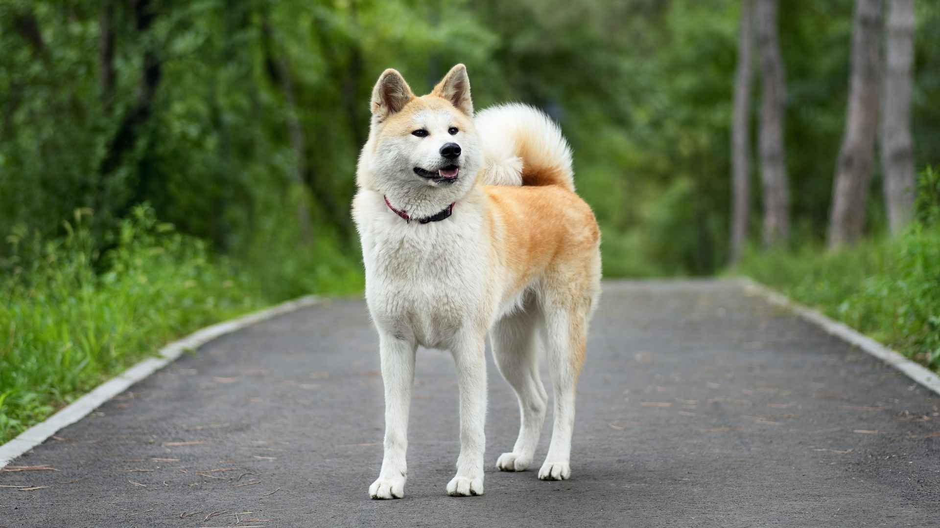 10 Most Independent Dog Breeds With Impressive Memory