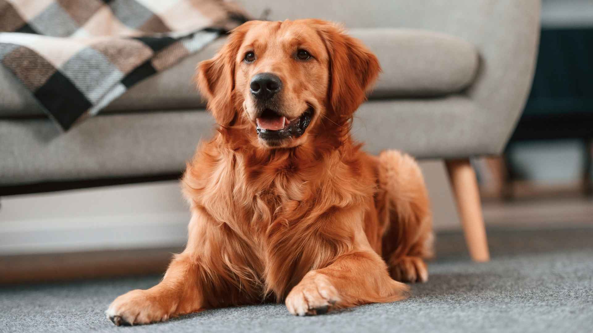 10 Most Intelligent Dog Breeds Suitable for Smart Home Owners