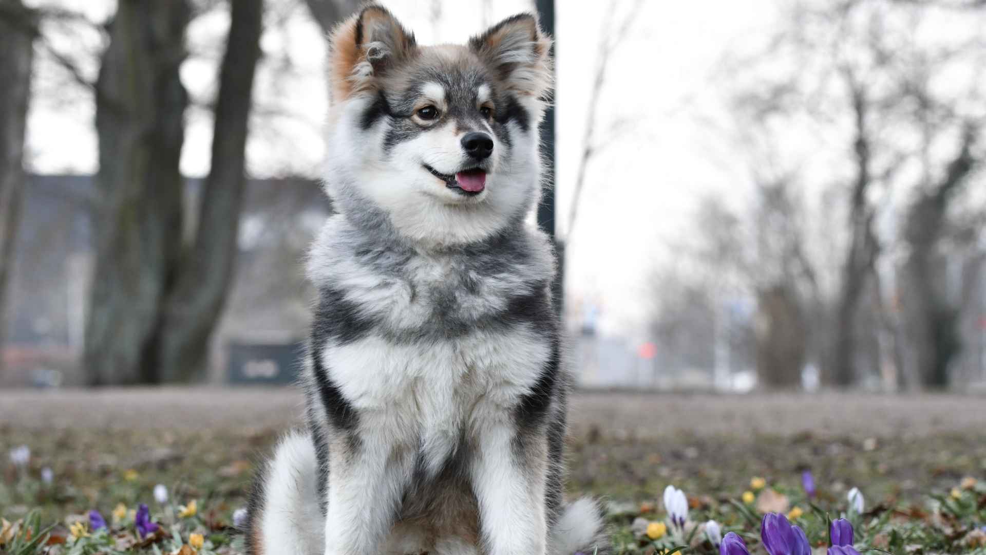 10 Most Popular "Designer" Dog Breeds