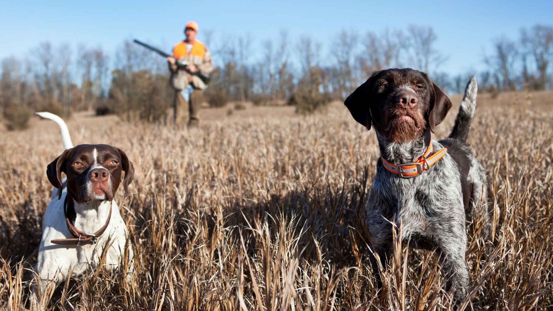 10 Most Reliable Dog Breeds That Work Well With Falcon Hunters