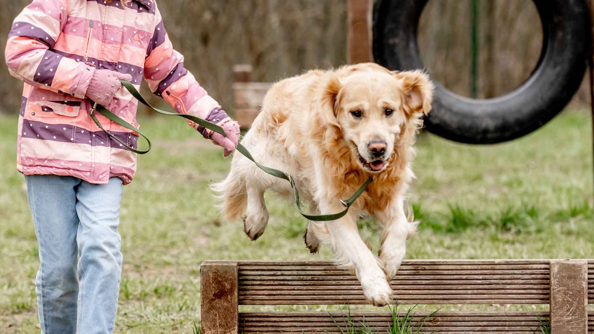 10 Most Smartest Dog Breeds in the World