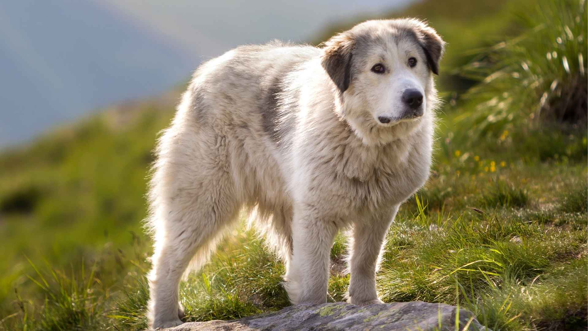 10 Noble Guard Dog Breeds Known Worldwide