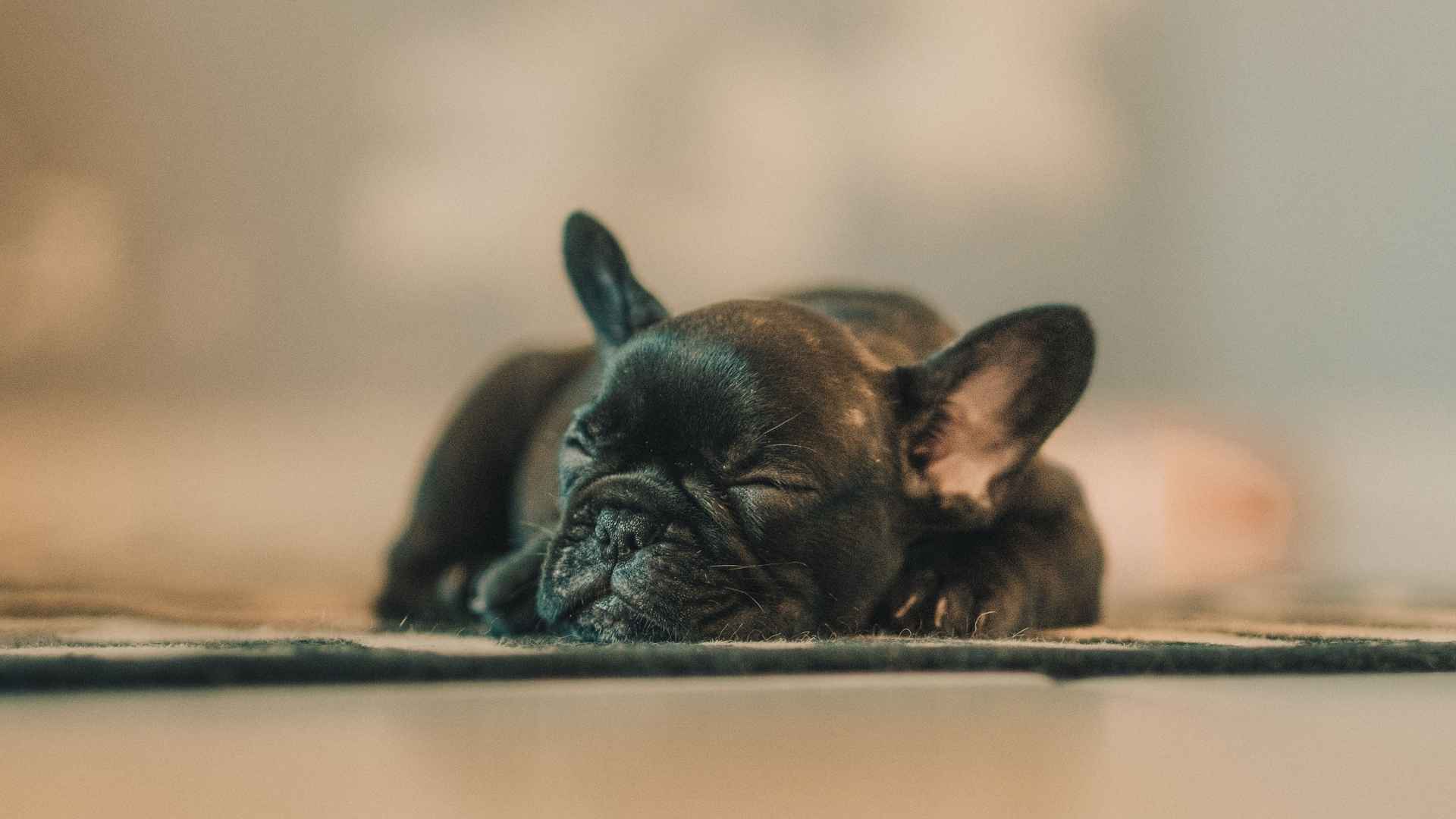 10 Sleepiest Dog Breeds Who Can’t Wake Up On Time