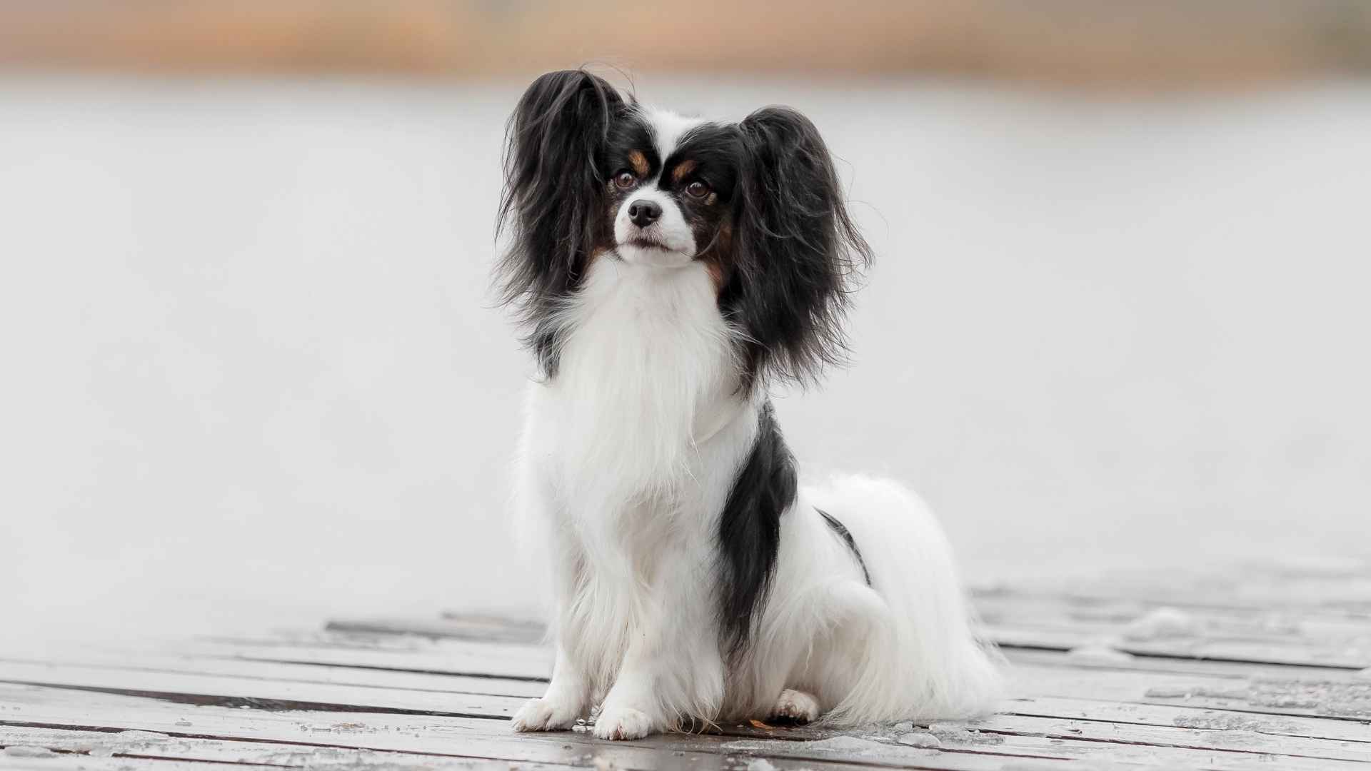 10 Small Dog Breeds That Thrive In Their Senior Years