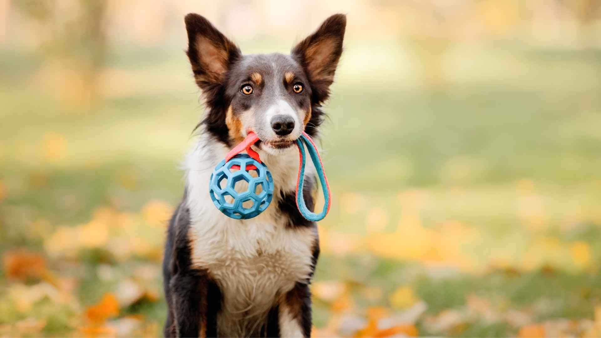 10 Smart Dog Breeds That Can Pick Their Favorite Toys By Name