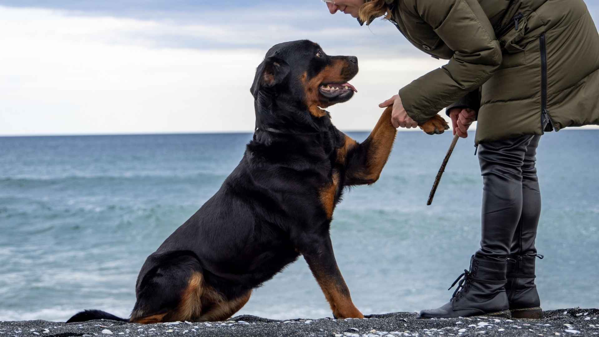 10 Smart Dog Breeds That Seem to Understand English