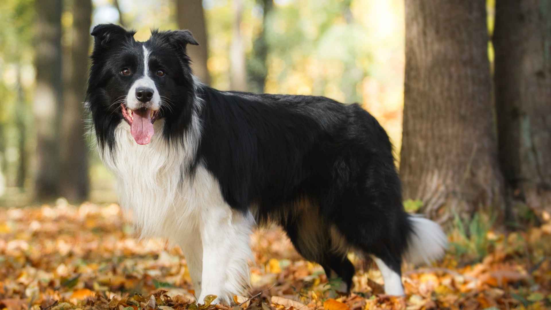 10 Smartest Dog Breeds That Understand Over 100 Words