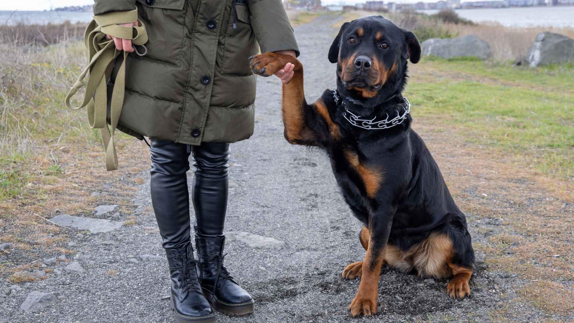 Take a look at the top ten smartest guard dog breeds for optimal protection. Learn more and find the perfect loyal and intelligent companion today!