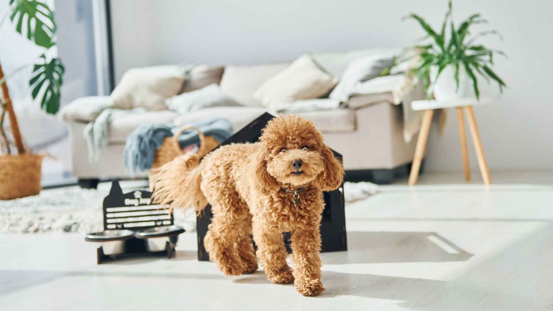 10 Top Dog Breeds That Shed The Least