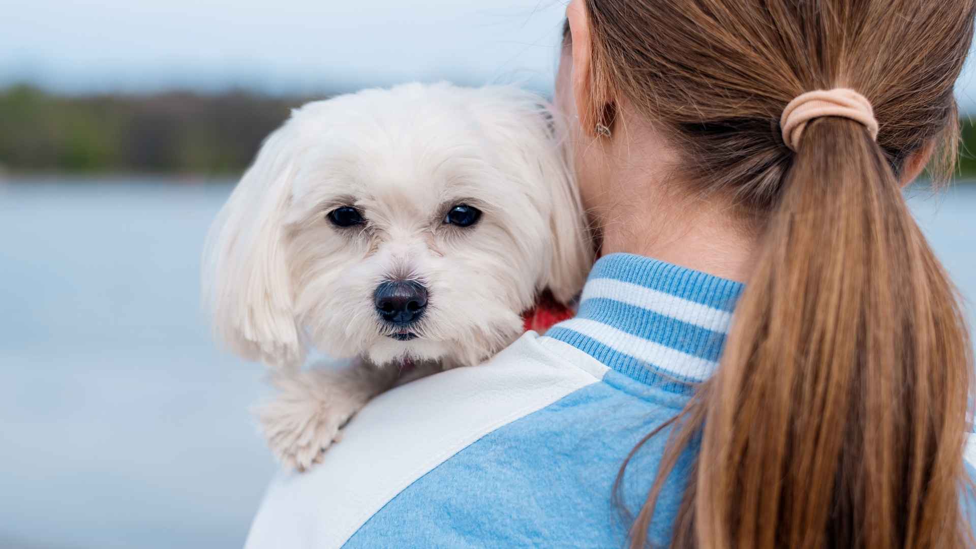 10 Toy Dog Breeds Born to Provide Comfort: Your Perfect Cuddle Companions
