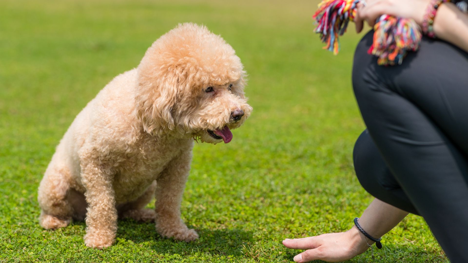 10 Very Obedient Dog Breeds Known for Their Discipline