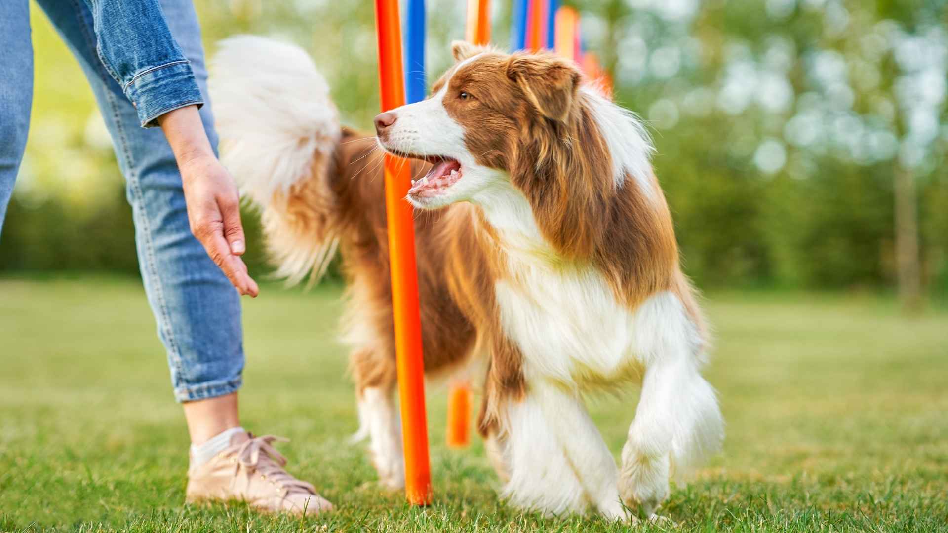 11 Most Clever & Intelligent Dog Breeds