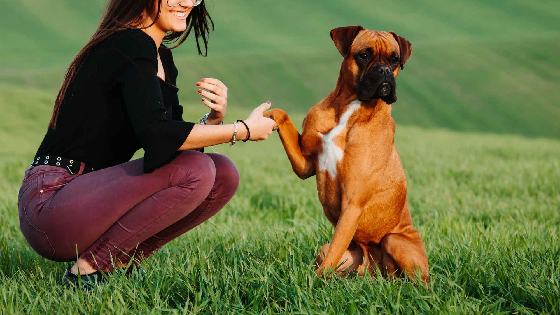7 Best Big Dog Breeds For Women