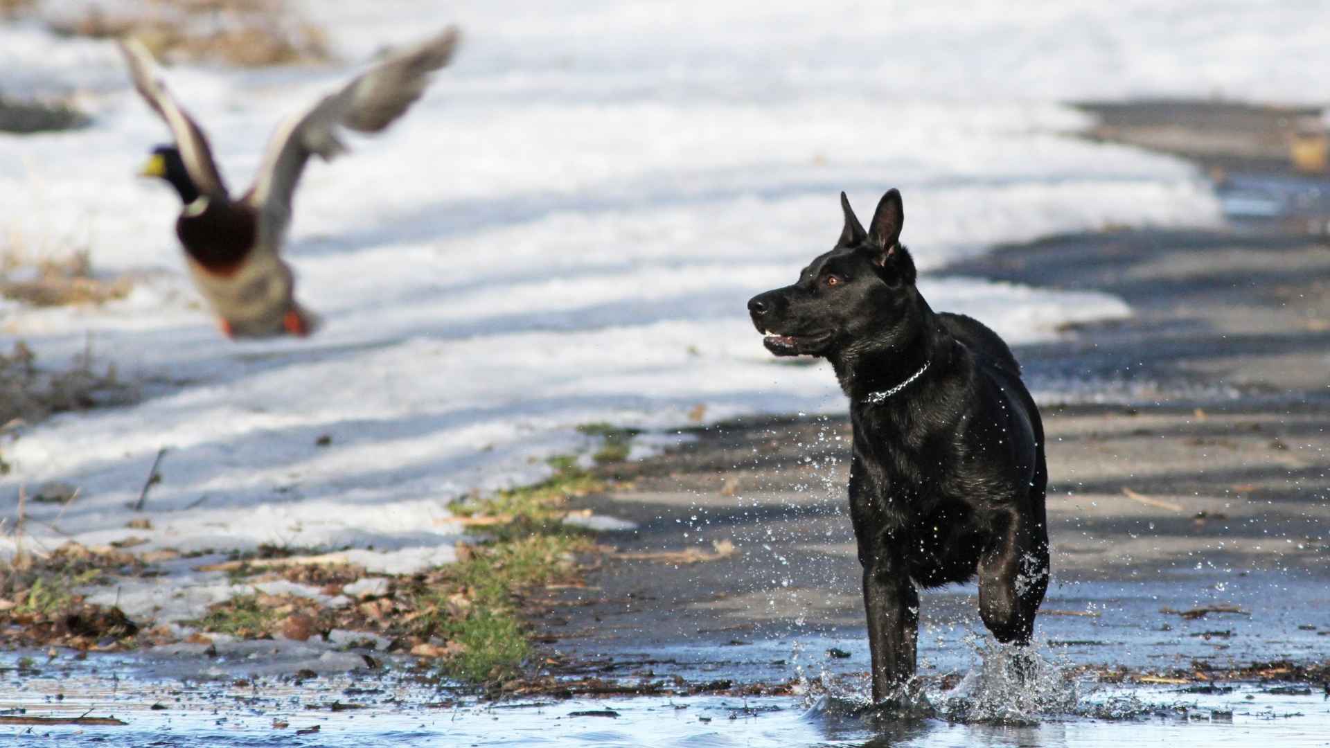 7 Best Bird Hunting Dog Breeds With Speed And Strength